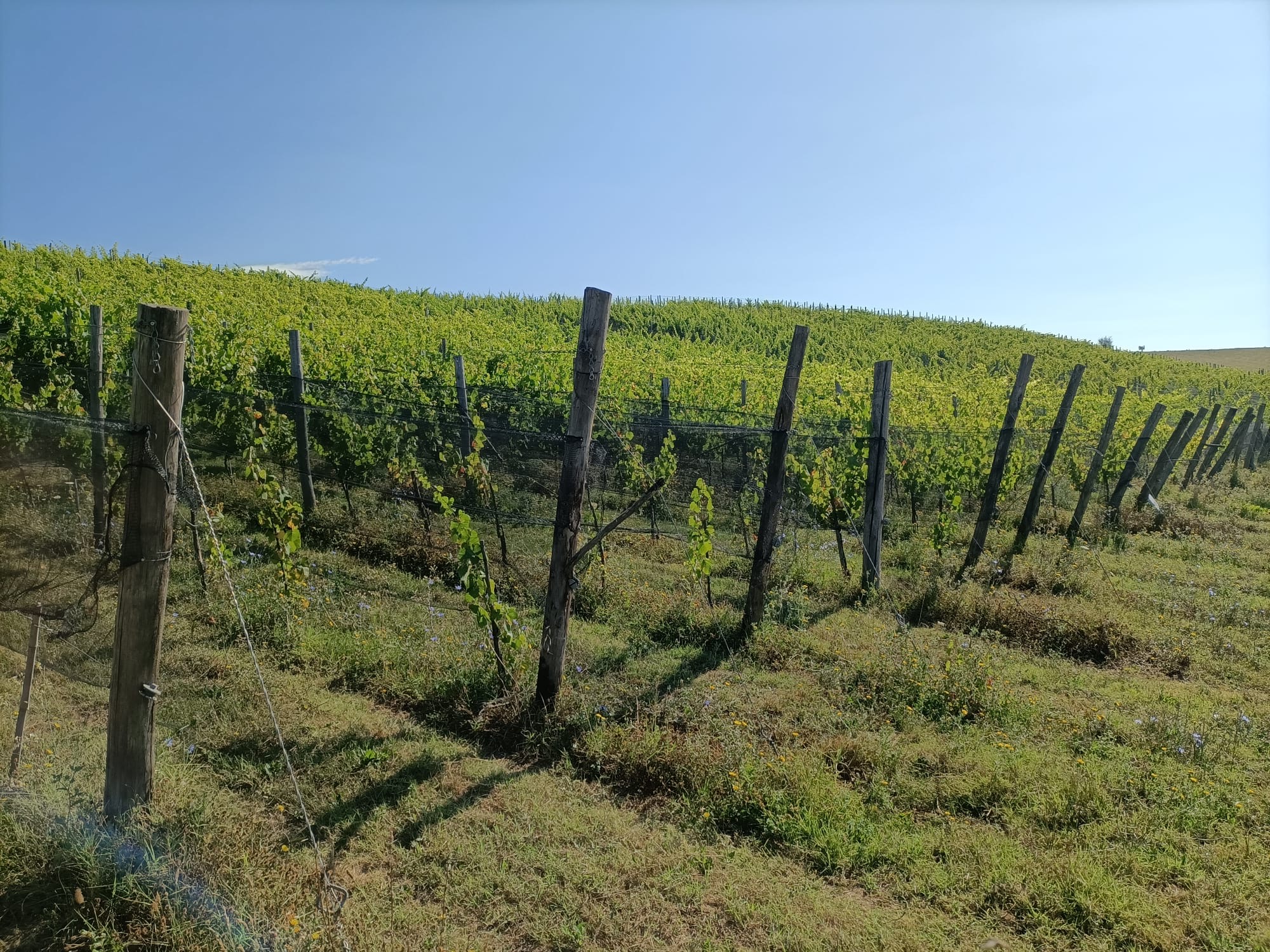 Vigneto pubblicato da Antica Foruli